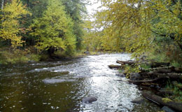 stream flowing through the woods