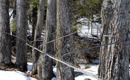 trees in winter