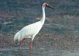 Siberian Cranes