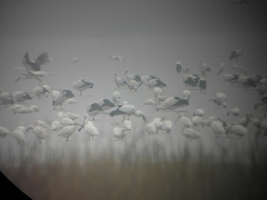 Spoonbills and Storks