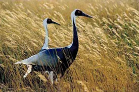 White Naped Crane