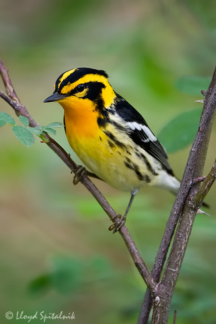 Blackburnian warbler