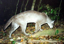 cat walking at night