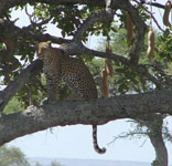 leopard sitting on branch in a tree