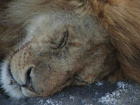 sleeping male lion